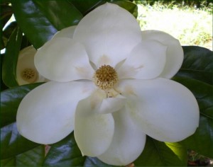 Louisiana Magnolia