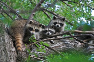 Raccoons in a tree