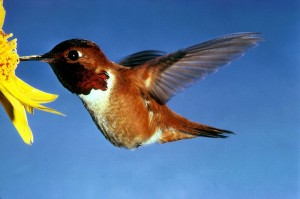 Rufous Hummingbird