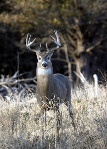 White tailed Buck