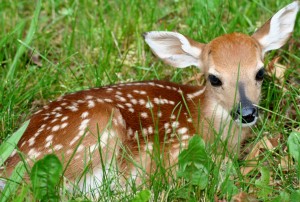 White-tailed dear fawn