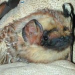 Hoary Bat