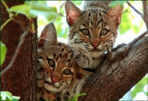 bobcat cubs