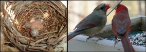 cardinals love nest