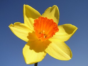 800px-Narcissus-closeup