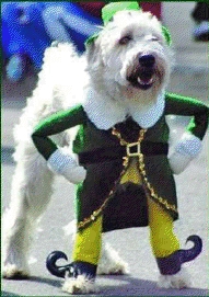 sthumanesociety dog costume contest