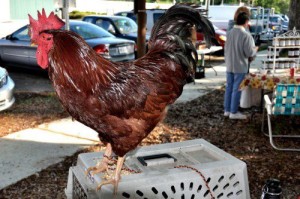 Covington Farmers Market Mascot Tobasco