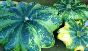 "Flying Saucer" Patty Pan Squash from Slice of Heaven Farm in Folsom