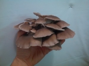 Oyster Mushrooms from James Shoop, "Chickin' Jim" at the Covington Farmers Market