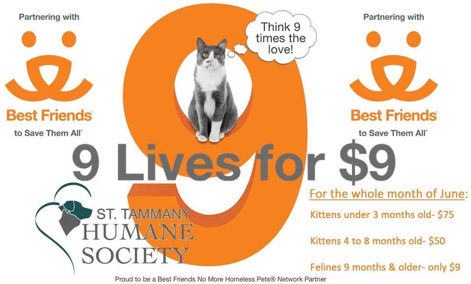 Cat Month Humane Society