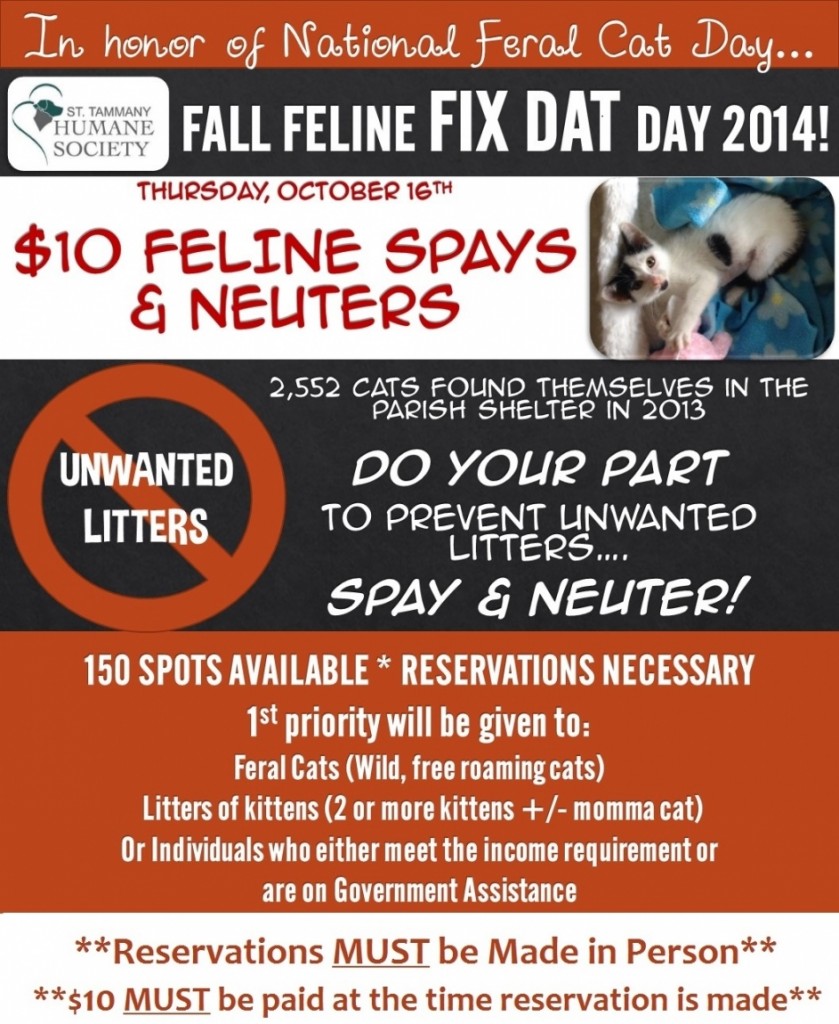 Feline Fix Dat Day Oct 16