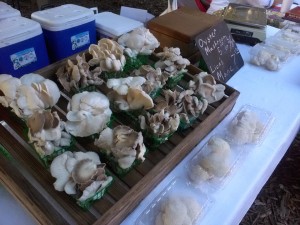 Oyster Mushrooms from Screaming Oaks Mushroom Farm, James Shoop