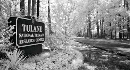 Tulane Primate Center