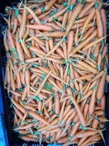 Carrots from Bartlett Farm at the Covington Farmer's Market