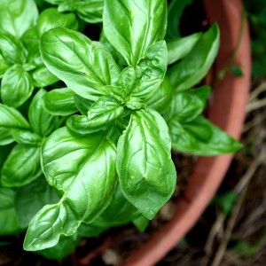 sweet-basil-plant-in-terra-cotta-pot