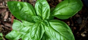 sweet-basil-plant