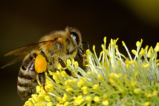 The Honey Bee – Louisiana State Insect
