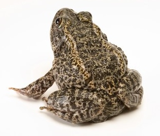 Gopher frog (Lithobates (Rana) capito) at the Lowry Park Zoo in Tampa, FL. (Image ID: ANI071-00308)