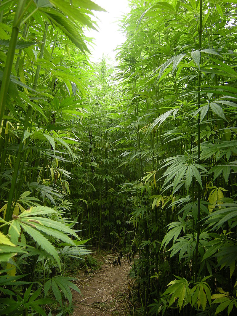 Can Industrial Hemp Save Louisiana?