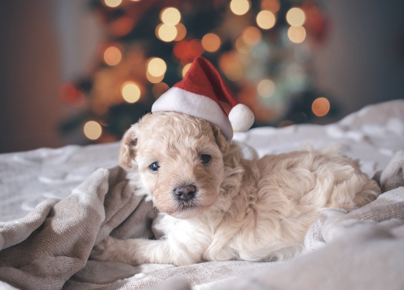Gift A Rescue Dog This Christmas