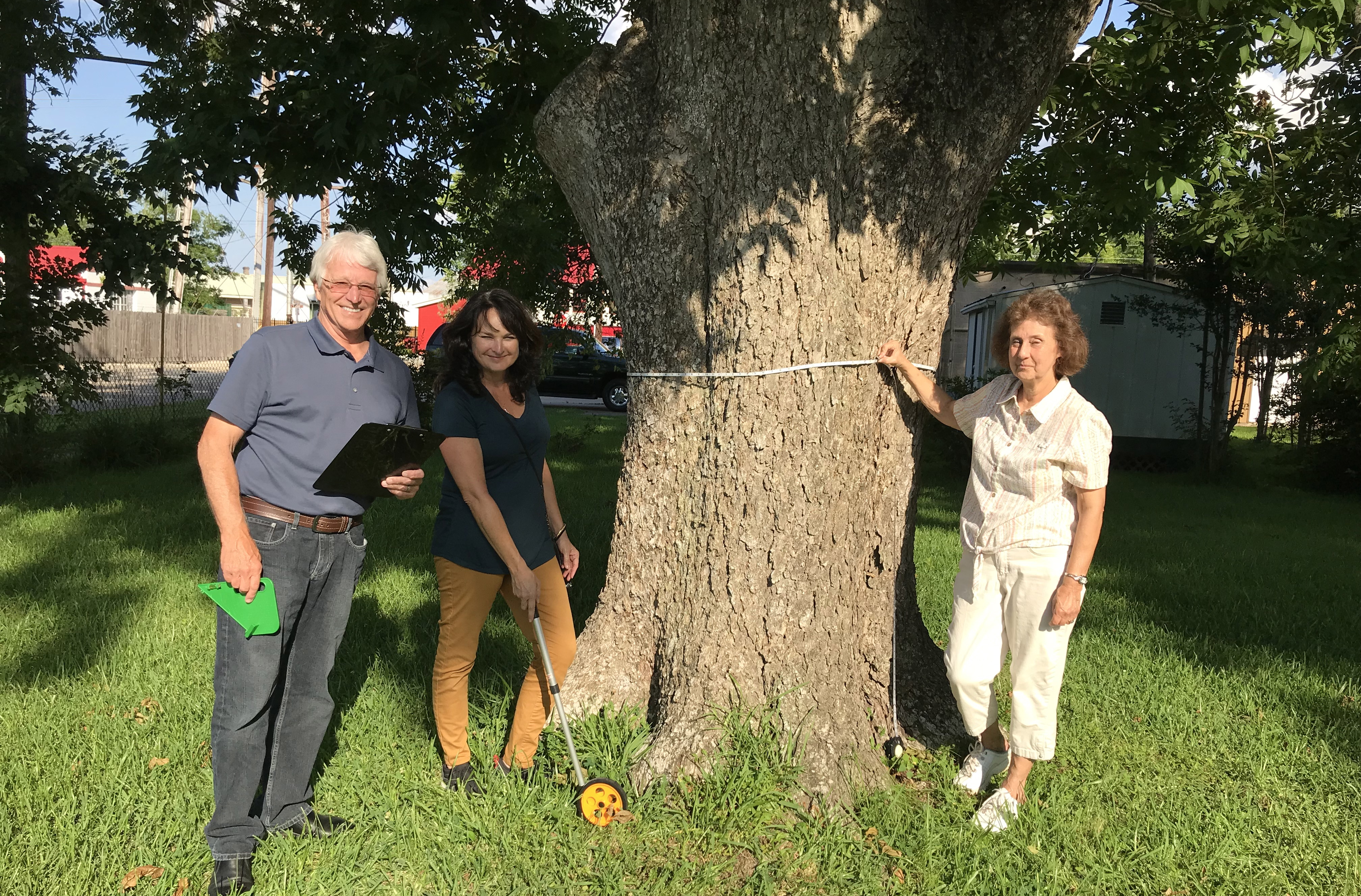 Landmark Trees Recognized by Covington Tree Board