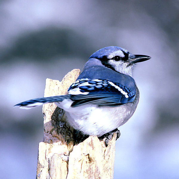 Wildlife Lookout: Some Not-Well-Known Facts About the Blue Jay