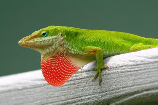 Wildlife Lookout: the Green Anole Lizard
