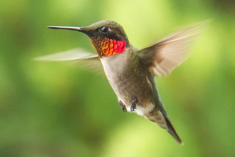 Wildlife Lookout: The Ruby-Throated Hummingbird