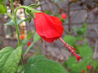 Flora of Covington: the Turk’s Cap Mallow