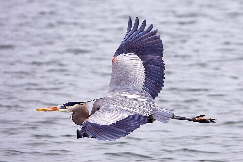 Wildlife Lookout: the Great Blue Heron