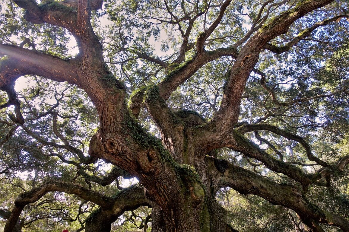 Wildlife Lookout: Common Oaks of St. Tammany