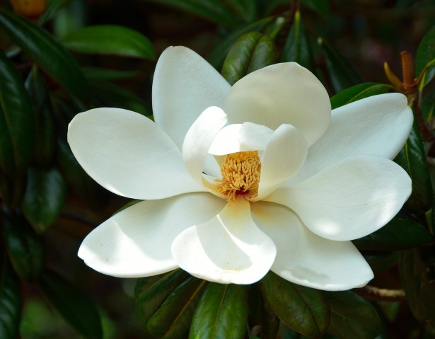 Flora of Covington: the Southern Magnolia