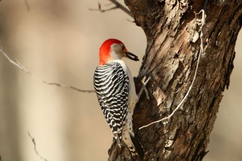 Wildlife Lookout: 3 Common Woodpeckers of Covington