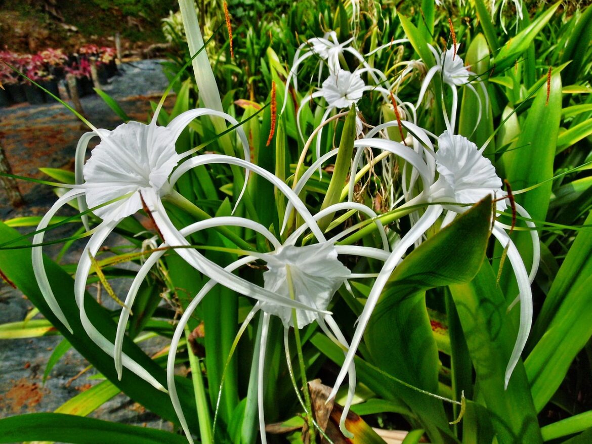Flora of Covington: the Many Faces of Spider Lily
