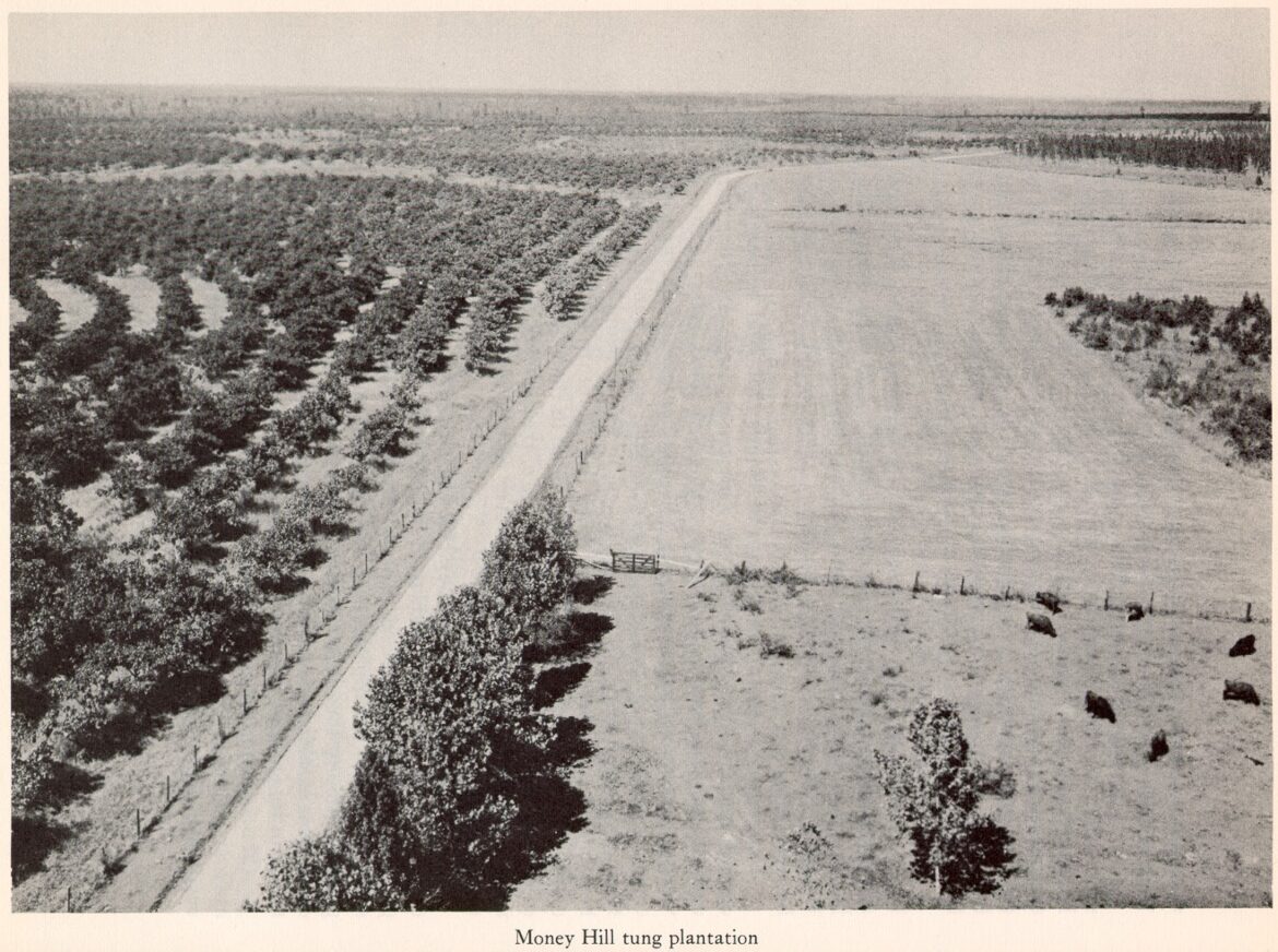 Covington History: The Money Hill Tung Oil Plantation Story