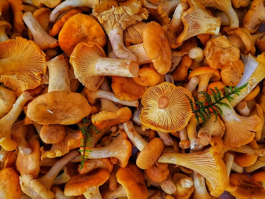 Farmers Market Recipe: Pan-Fried Chanterelle Mushrooms