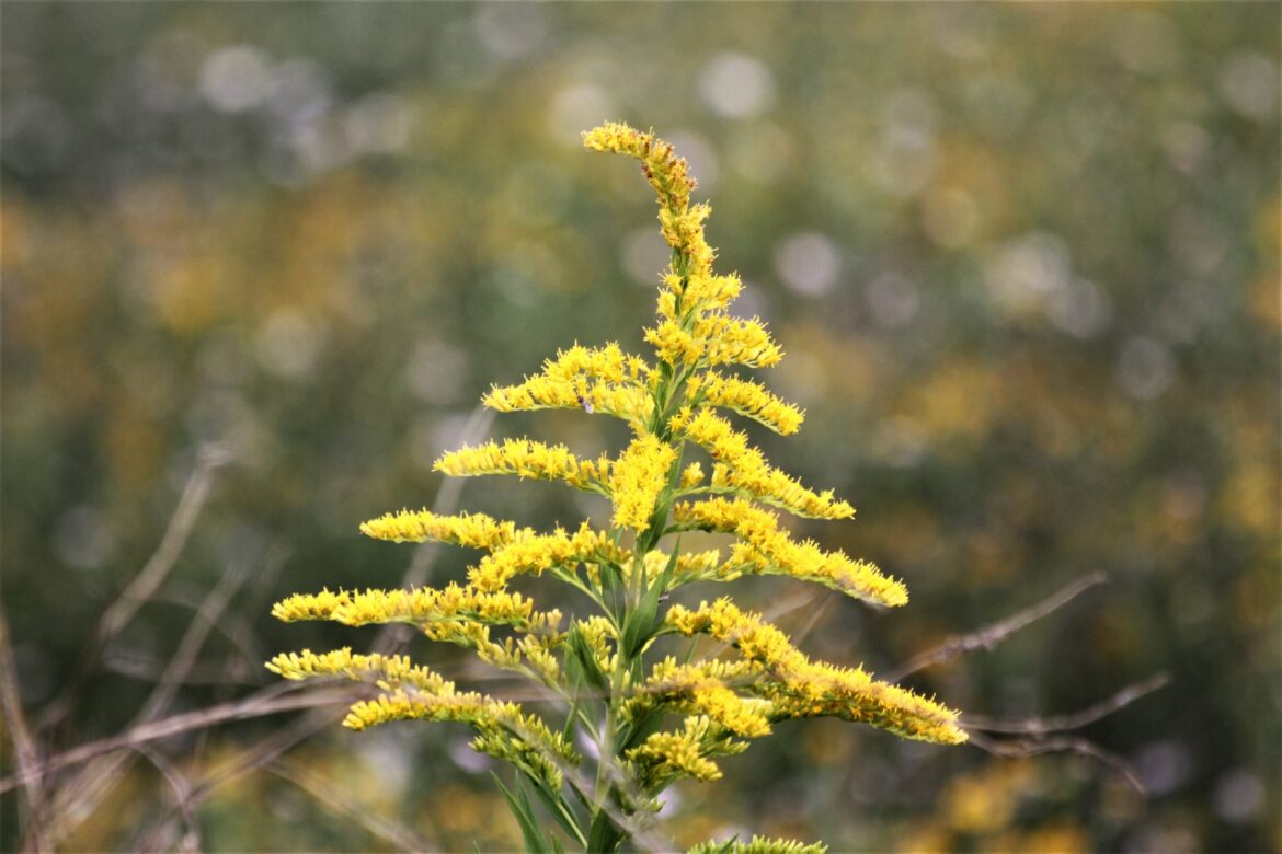 Flora of Covington: Goldenrod and Ragweed – Friend or Foe?