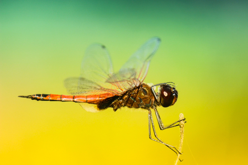 The Dragonfly: Nature’s Mosquito Abatement