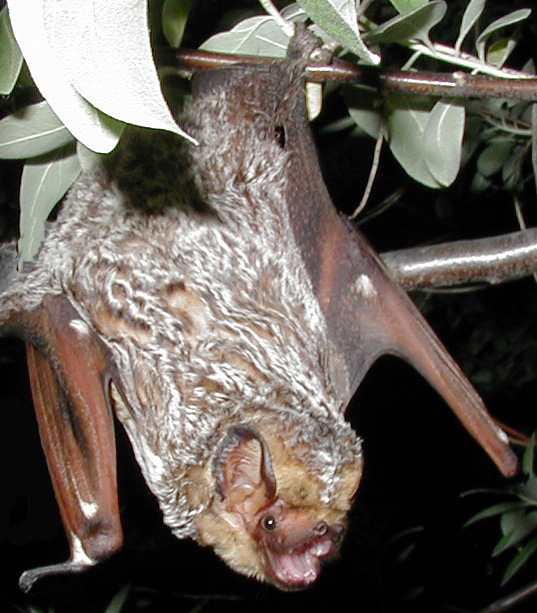 Bats In Louisiana
