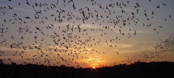 Bats In Louisiana