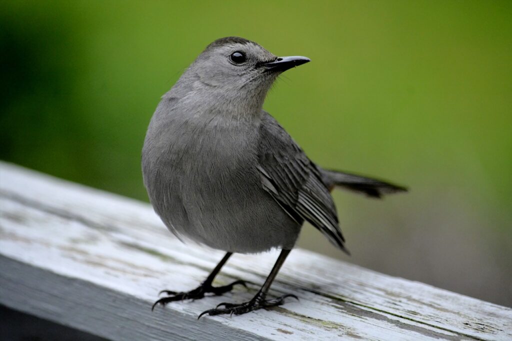 Wildlife Lookout: Catbirds & Mockingbirds – Covington Weekly