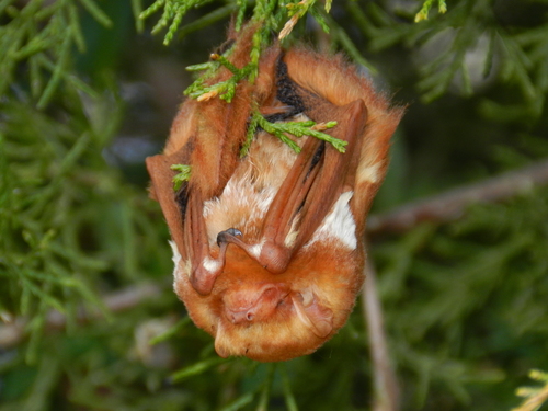 Bats In Louisiana