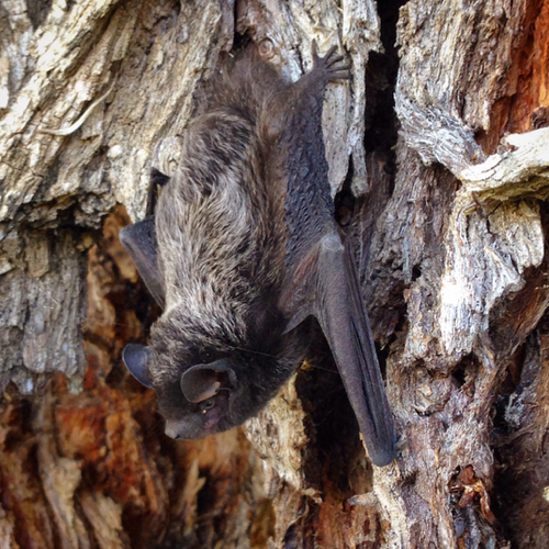 Bats In Louisiana