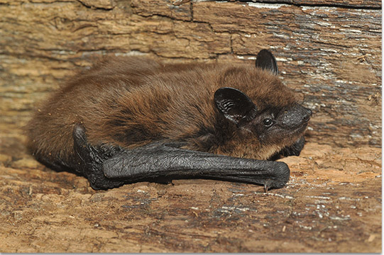 Bats In Louisiana