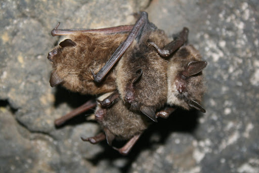 Bats In Louisiana