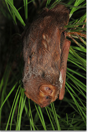 Bats In Louisiana