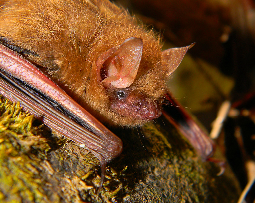 Bats In Louisiana