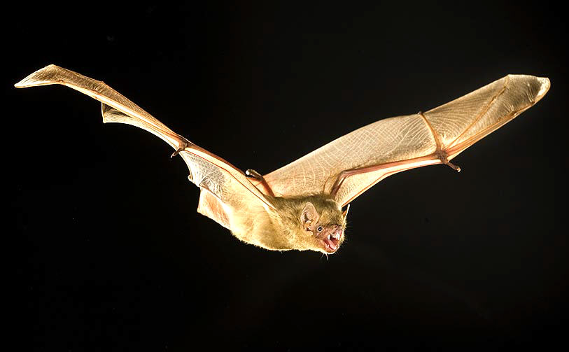 Wildlife Lookout: Louisiana Bats