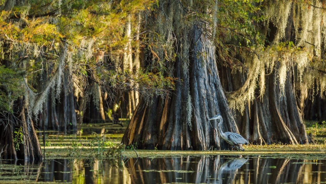 Flora of Covington: Facts About the Bald Cypress