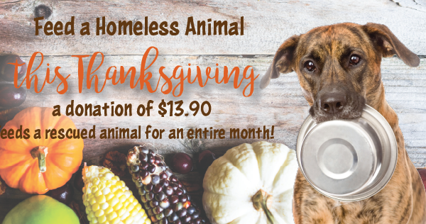 Thanksgiving Donations at Northshore Humane Society